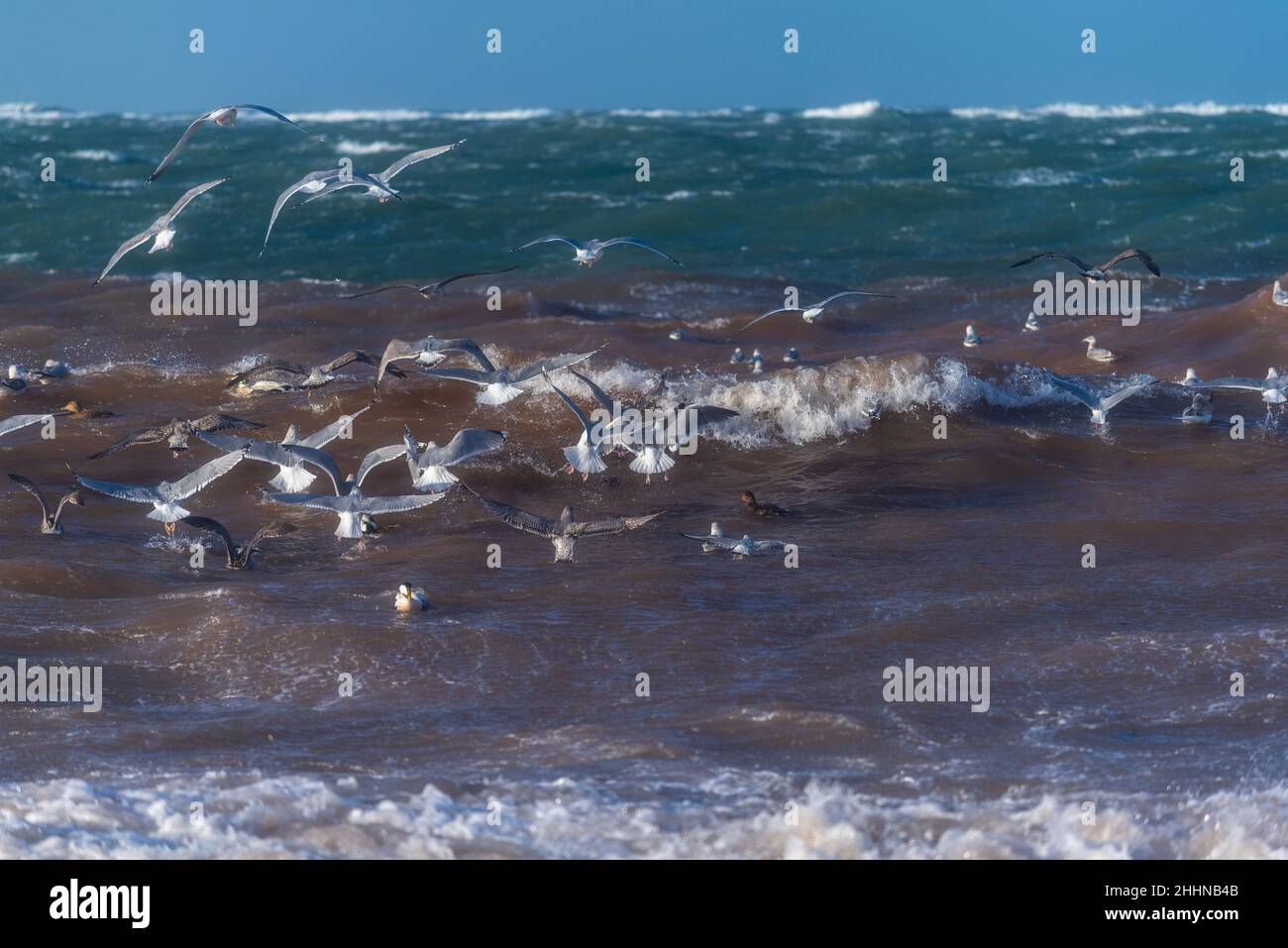 Water birds looking for some quieter place in stormy weather conditions, North Sea island of Heligoland, Northern Germany, Central Europe Stock Photo