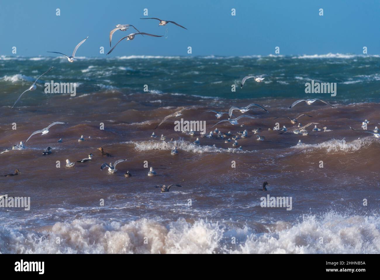 Water birds looking for some quieter place in stormy weather conditions, North Sea island of Heligoland, Northern Germany, Central Europe Stock Photo