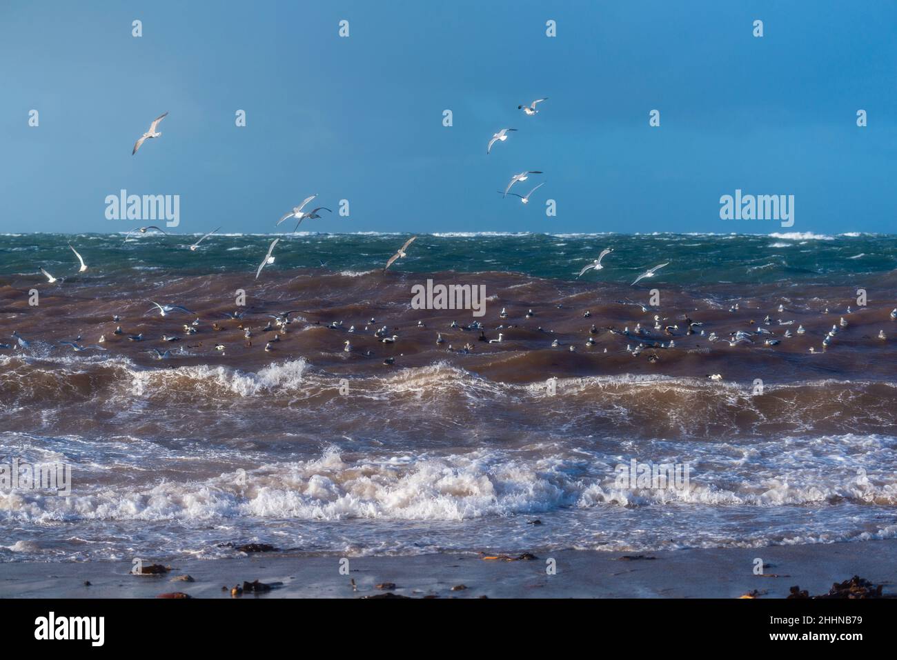 Water birds looking for some quieter place in stormy weather conditions, North Sea island of Heligoland, Northern Germany, Central Europe Stock Photo