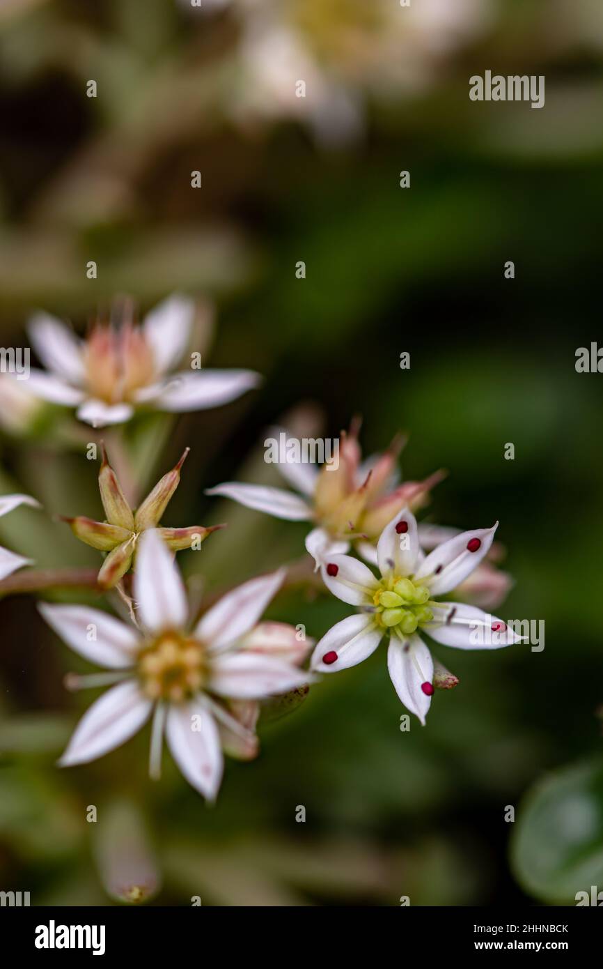 Saxifraga sedoides flower growing in forest, close up Stock Photo