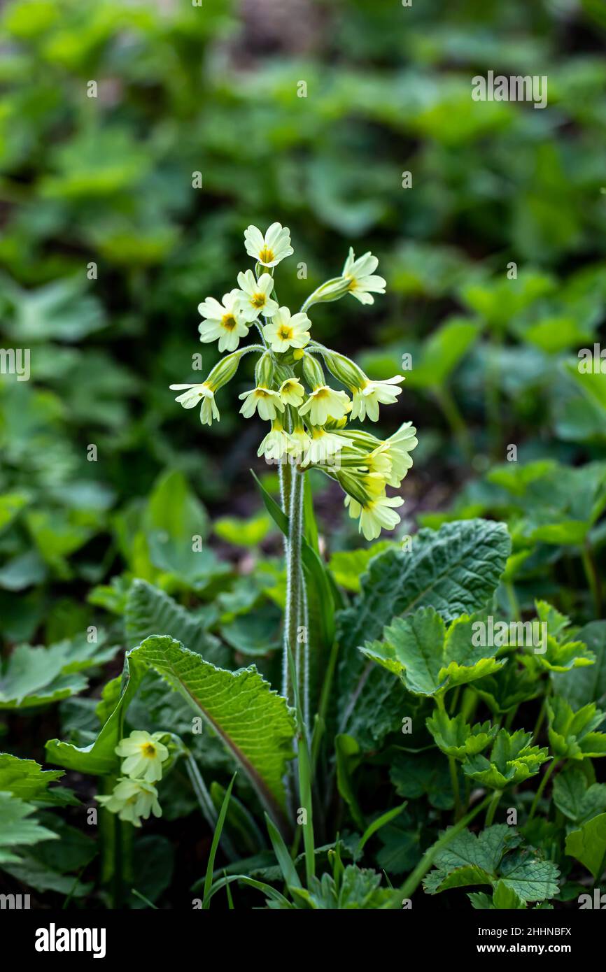 Primula vulgaris flower in mountains Stock Photo