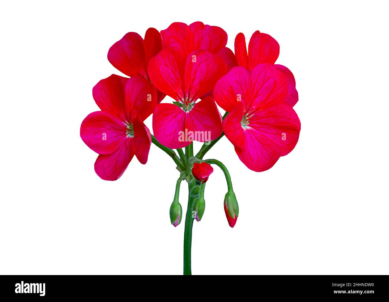 red color geranium flowers with leaves isolated on white background Stock Photo