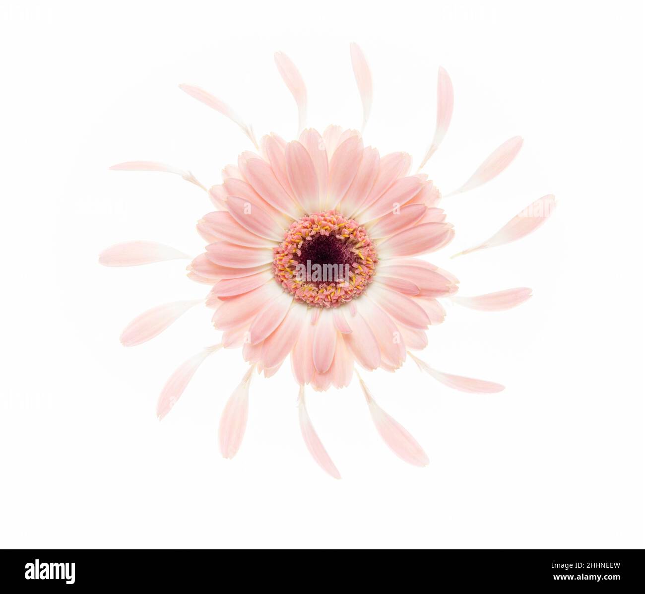 Single pink Gerbera surrounded by petals Stock Photo