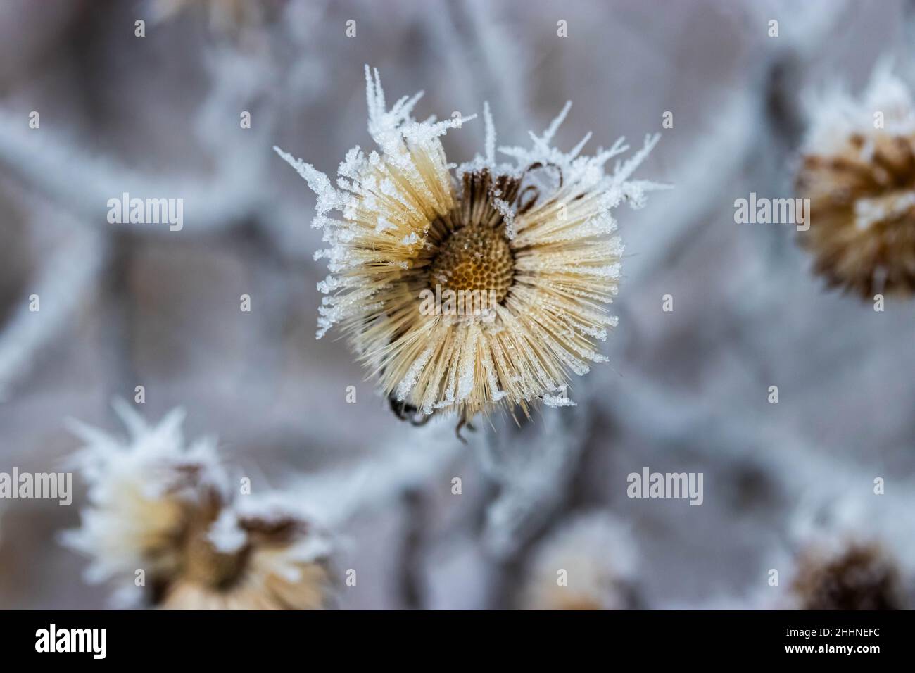 Dried out flowers covered with spiky ice frost closeup photo in winter