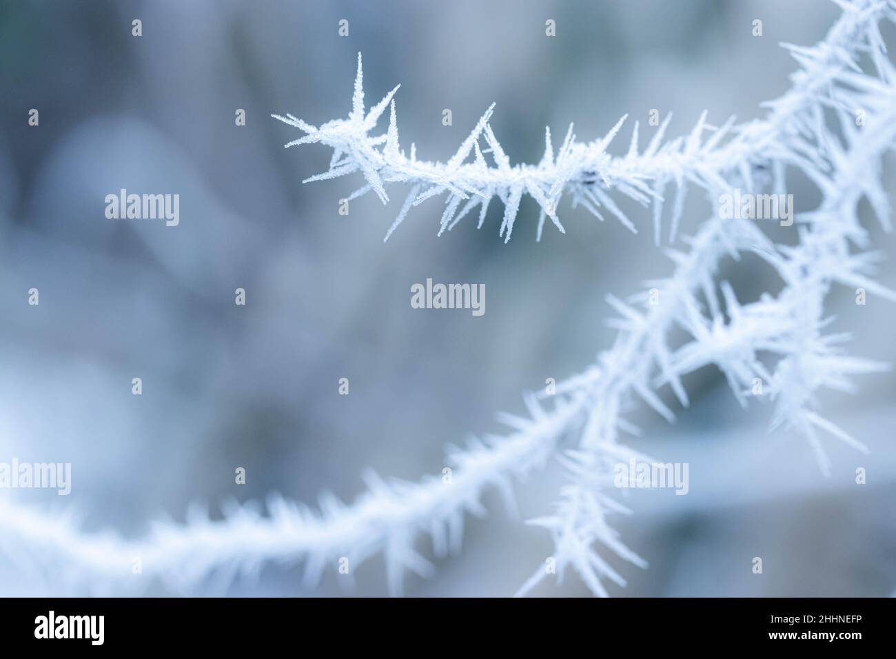 Branches covered with spiky ice frost close-up photo in winter Stock ...