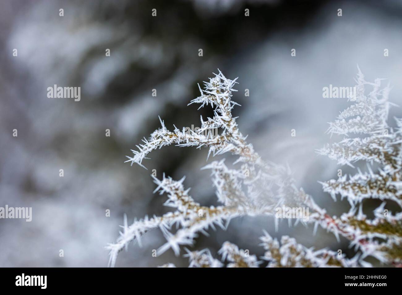 Branches covered with spiky ice frost close-up photo in winter Stock ...