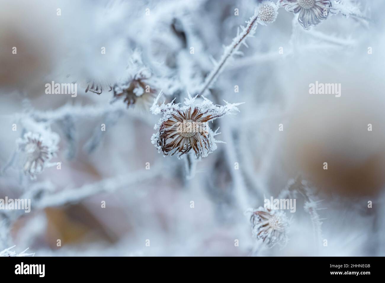 Dried out flowers covered with spiky ice frost close-up photo in winter ...