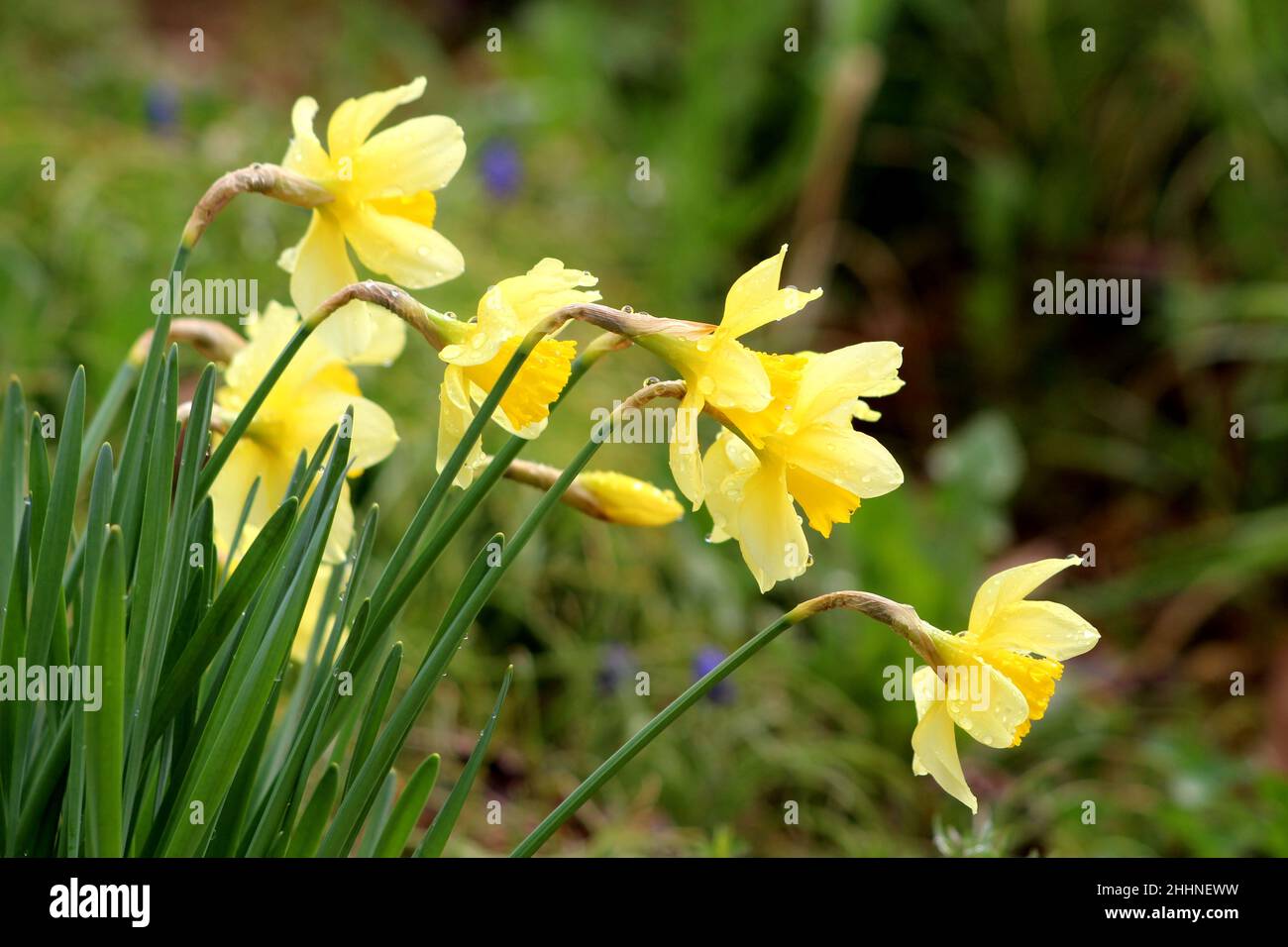 Bunch of Narcissus or Daffodil or Daffadowndilly bright yellow blooming flowers covered with raindrops growing in a row surrounded with dark green Stock Photo
