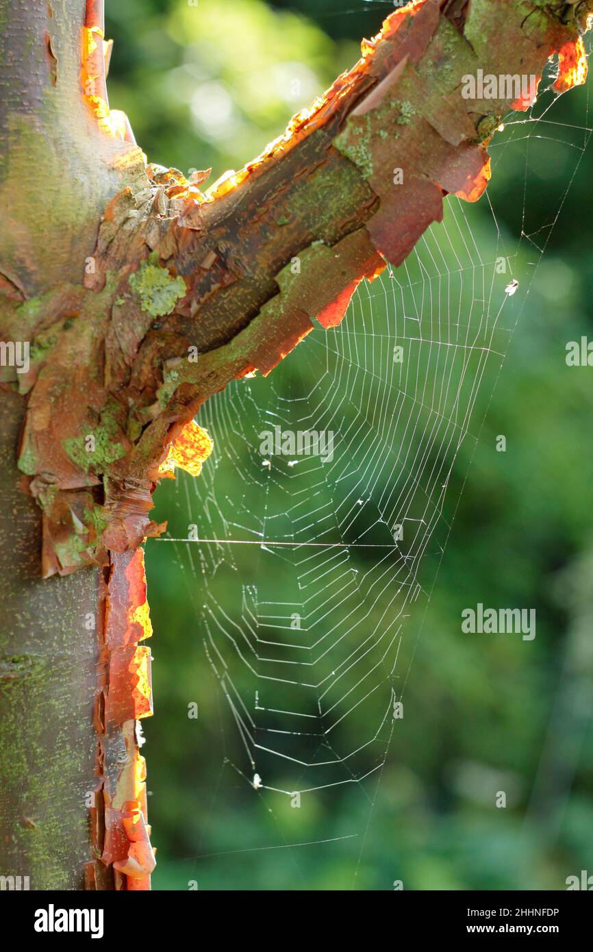 Spider web in a Paperbark maple tree in autumn. Web of Araneus diadematus on Acer Griseum. UK Stock Photo