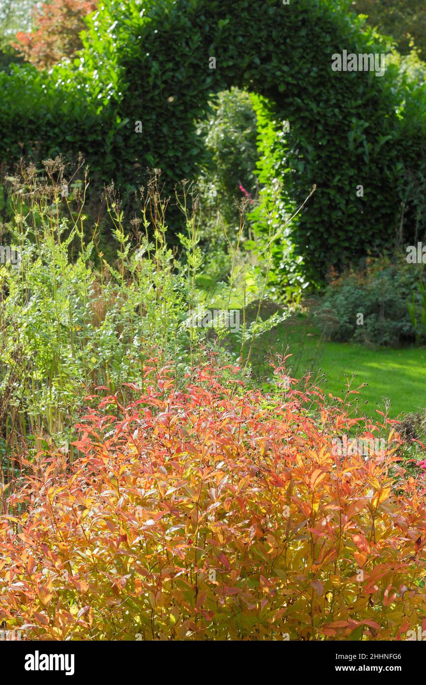 Autumn perennial bed dominated by fiery leaves of  Gillenia trifoliata (Bowman's root) looks to a natural archway in a garden hedge. UK Stock Photo