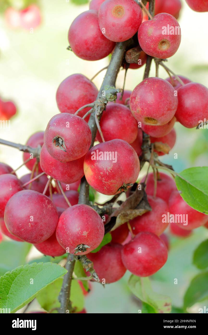 Malus 'Gorgeous'. Malus × atrosanguinea 'Gorgeous' crab apples in autumn. UK Stock Photo