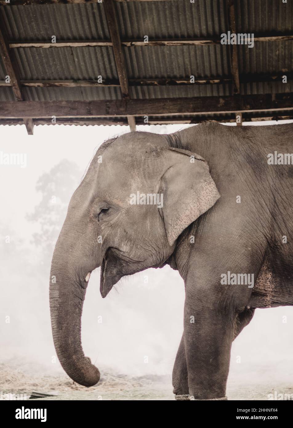 Elephant Breeding Center Chitwan,Nepal Stock Photo