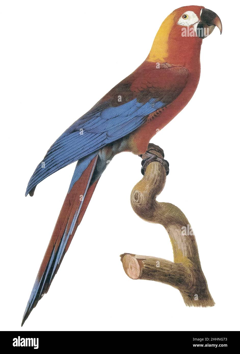 Hispaniolan macaw (Ara tricolor) AKA Cuban macaw or Cuban red macaw Stock Photo