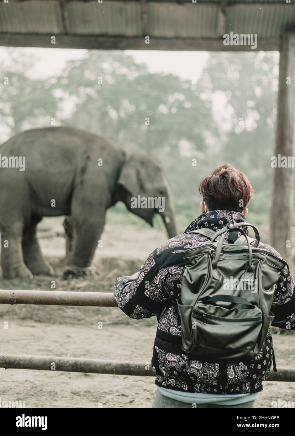 Elephant Breeding Center Chitwan,Nepal Stock Photo