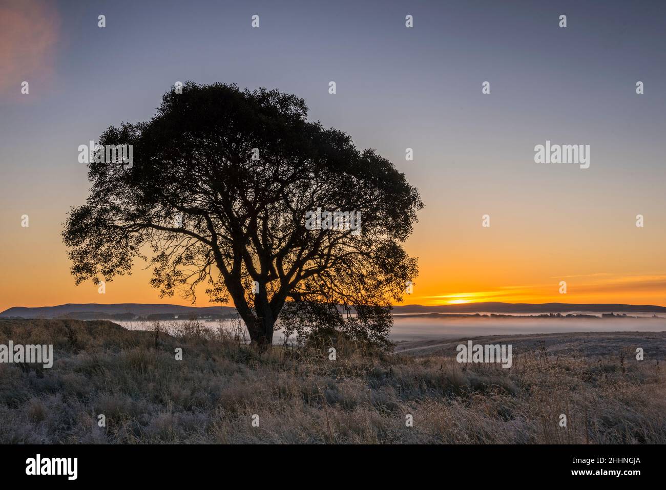 Atmospheric early morning picture of tree in field with distant cloud inversion. Stock Photo