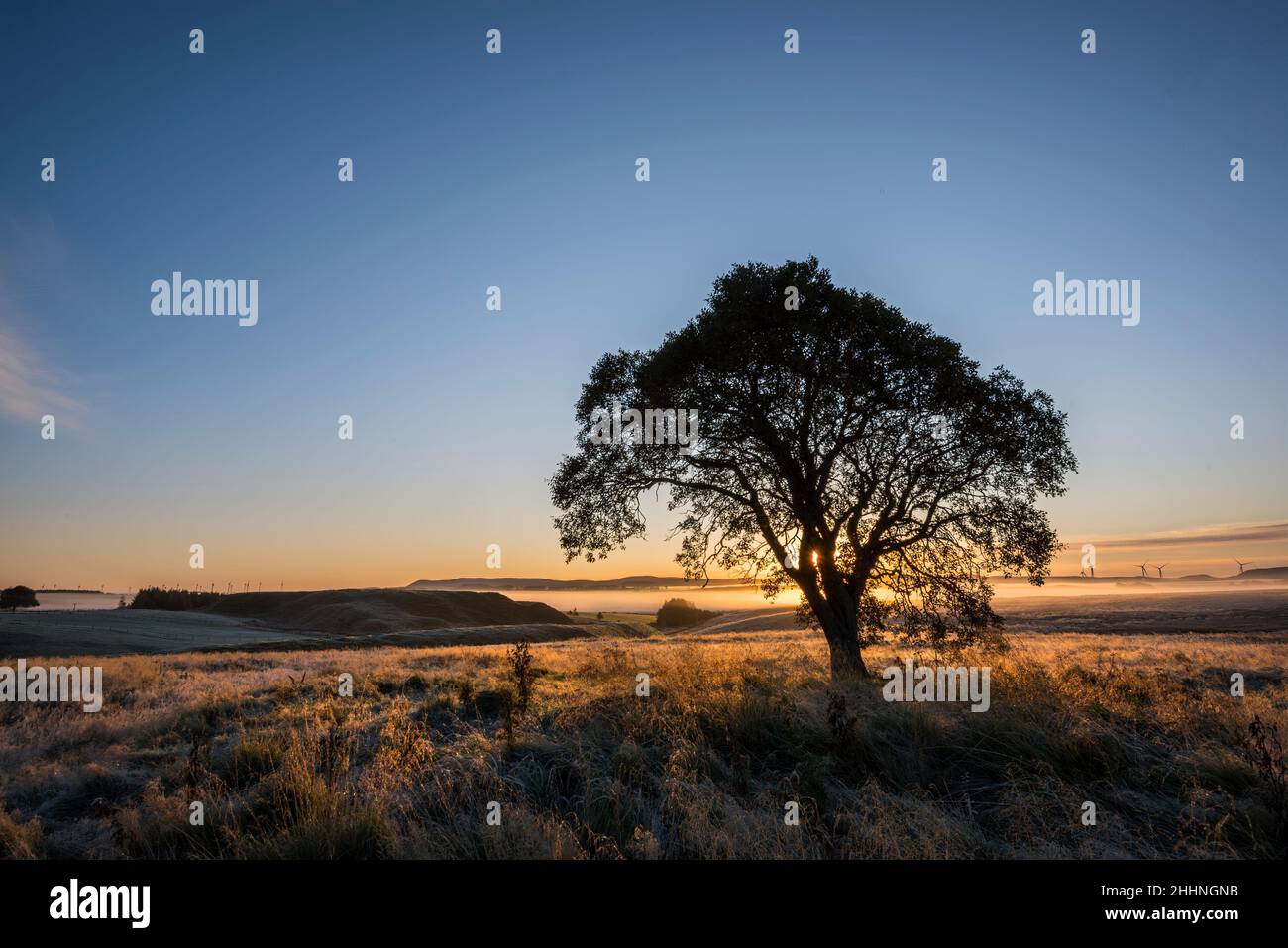 Atmospheric early morning picture of tree in field with distant cloud inversion. Stock Photo