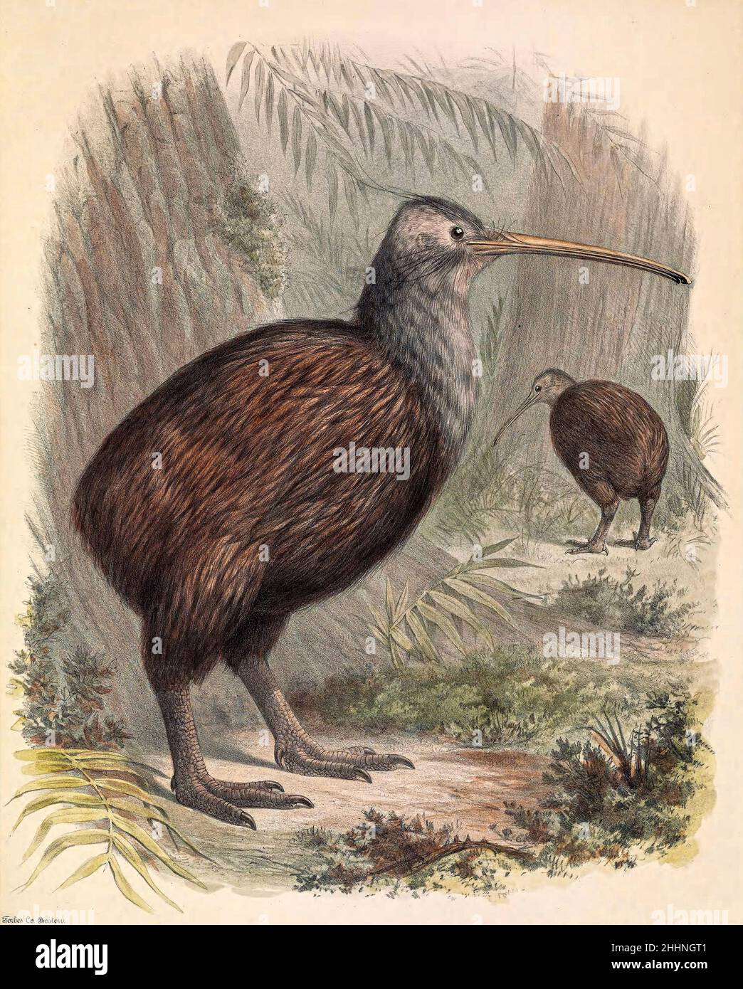 Ornithology New Zealand wildlife illustration Kiwi bird art print Antique animal wall art Vintage natural history painting Exotic birds