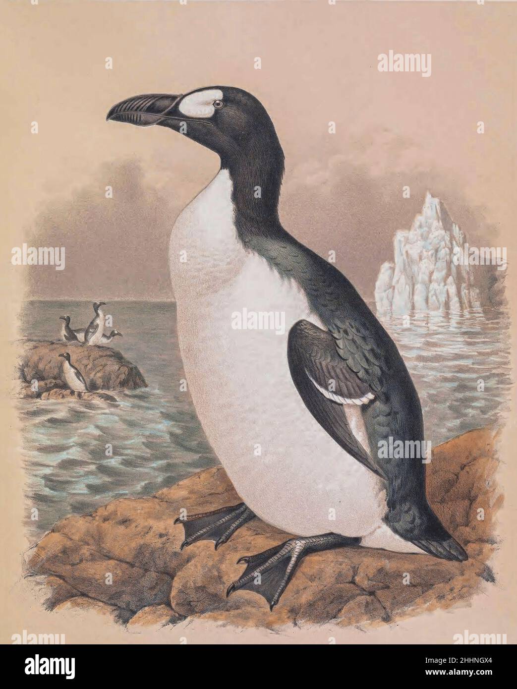 The great auk (Pinguinus impennis) is a species of flightless alcid that became extinct in the mid-19th century. It was the only modern species in the genus Pinguinus. It is not closely related to the birds now known as penguins, which were discovered later by Europeans and so named by sailors because of their physical resemblance to the great auk. tinted lithograph Illustrated by Joseph Smit, from the book ' The beautiful and curious birds of the world ' by Charles Barney Cory, Published by the Author for the subscribers Boston USA 1883. Plates are tinted lithographs, some with additional han Stock Photo