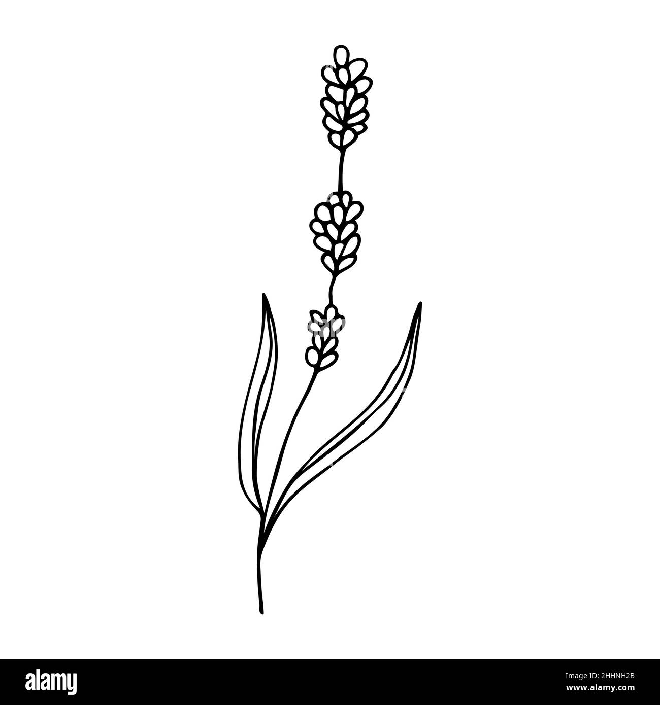 Top Lavender Plant Stock Vectors, Illustrations & Clip Art - iStock | Lavender  plant isolated, Lavender plant on white, Lavender plant pot