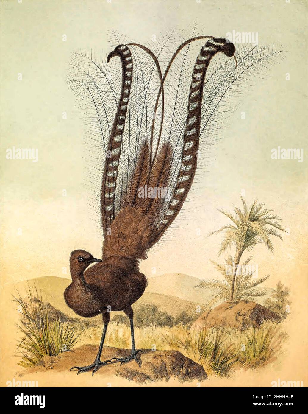 The superb lyrebird (Menura novaehollandiae here as Menura superba) is an Australian songbird, one of two species from the family Menuridae. It is one of the world's largest songbirds, and is renowned for its elaborate tail and courtship displays, and its excellent mimicry. The species is endemic to Australia and is found in forest in the southeast of the country tinted lithograph Illustrated by Joseph Smit, from the book ' The beautiful and curious birds of the world ' by Charles Barney Cory, Published by the Author for the subscribers Boston USA 1883. Plates are tinted lithographs, some with Stock Photo