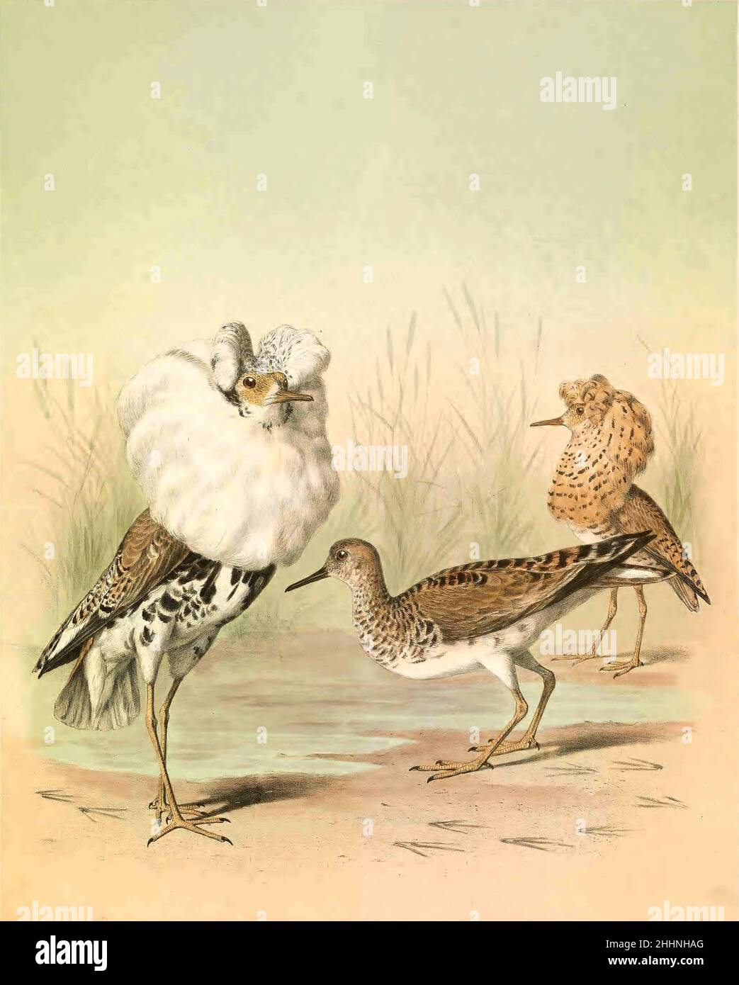 The ruff (Calidris pugnax Here as Machetes pugnax) is a medium-sized wading bird that breeds in marshes and wet meadows across northern Eurasia. This highly gregarious sandpiper is migratory and sometimes forms huge flocks in its winter grounds, which include southern and western Europe, Africa, southern Asia and Australia. tinted lithograph Illustrated by Joseph Smit, from the book ' The beautiful and curious birds of the world ' by Charles Barney Cory, Published by the Author for the subscribers Boston USA 1883. Plates are tinted lithographs, some with additional hand-coloring Stock Photo