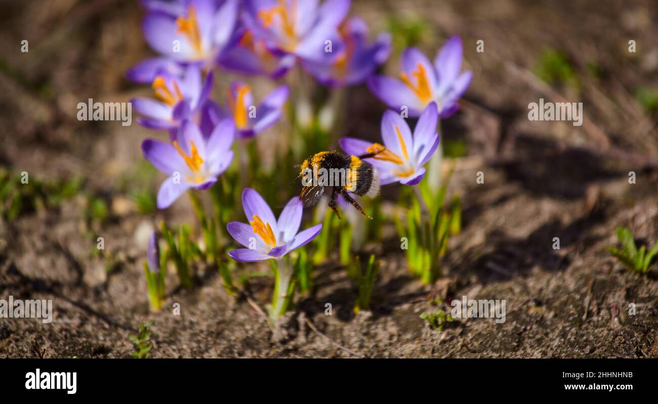 A bumblebee gathers pollen in a blooming spring crocus flower Stock Photo