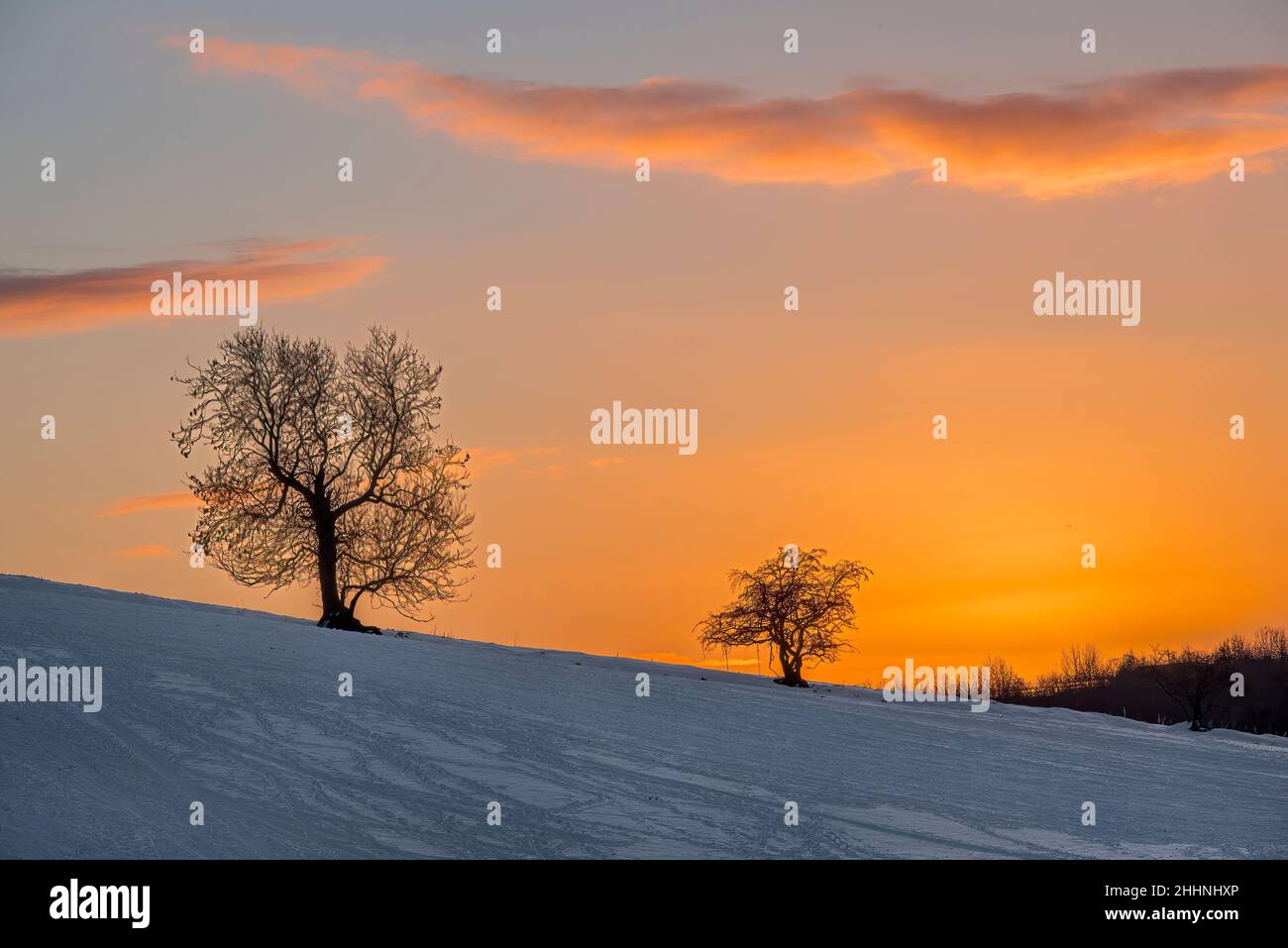 Sunrise over rural field and trees in Scotland Stock Photo - Alamy