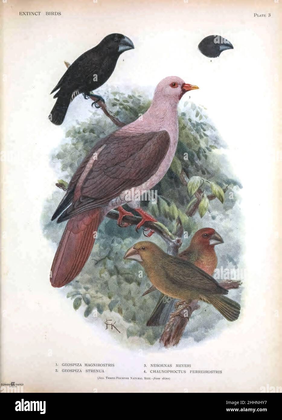 1. Geospiza magnirostris (Large Ground Finch) 2. Geospiza strenua (Ground Finch) 3. Nesoenas mayeri (pink pigeon) 4. Chaunoproctus ferreirostris  Bonin grosbeak or Bonin Islands grosbeak (Carpodacus ferreorostris) from ' Extinct birds ' : an attempt to unite in one volume a short account of those birds which have become extinct in historical times : that is, within the last six or seven hundred years : to which are added a few which still exist, but are on the verge of extinction. by Baron, Lionel Walter Rothschild, 1868-1937 Published 1907 as a limited edition book in London by Hutchinson & C Stock Photo
