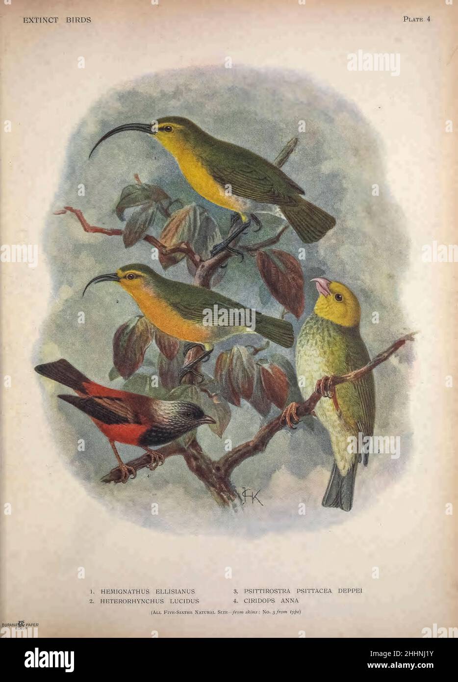 1.  Oʻahu ʻakialoa (Akialoa ellisana syn Hemignathus ellisianus). 2. nukupuʻu (Heterorhynchus lucidus). 3. Hawaiian honeycreeper (Psittirostra psittacea deppei). 4. Stout-legged finch (Ciridops anna)  from ' Extinct birds ' : an attempt to unite in one volume a short account of those birds which have become extinct in historical times : that is, within the last six or seven hundred years : to which are added a few which still exist, but are on the verge of extinction. by Baron, Lionel Walter Rothschild, 1868-1937 Published 1907 as a limited edition book in London by Hutchinson & Co. Stock Photo