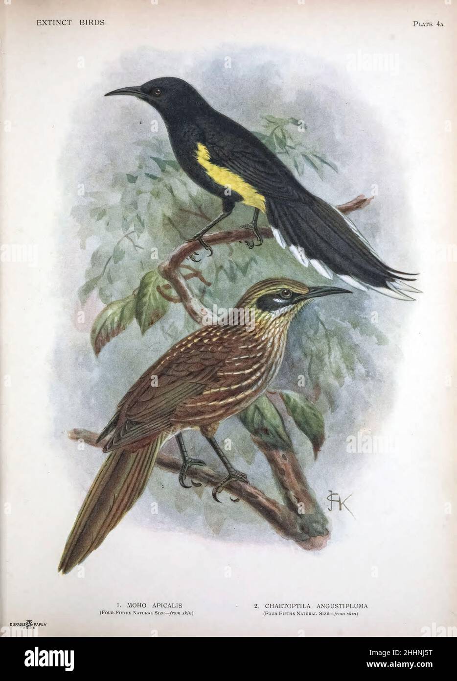 1.  O‘ahu ‘ō‘ō (Moho apicalis) was a member of the extinct genus of the ‘ō‘ōs (Moho) within the extinct family Mohoidae. It was previously regarded as member of the Australo-Pacific honeyeaters (Meliphagidae) 2. CThe kioea (Chaetoptila angustipluma) was a endemic Hawaiian bird that became extinct around the mid-19th century. from ' Extinct birds ' : an attempt to unite in one volume a short account of those birds which have become extinct in historical times : that is, within the last six or seven hundred years : to which are added a few which still exist, but are on the verge of extinction. b Stock Photo