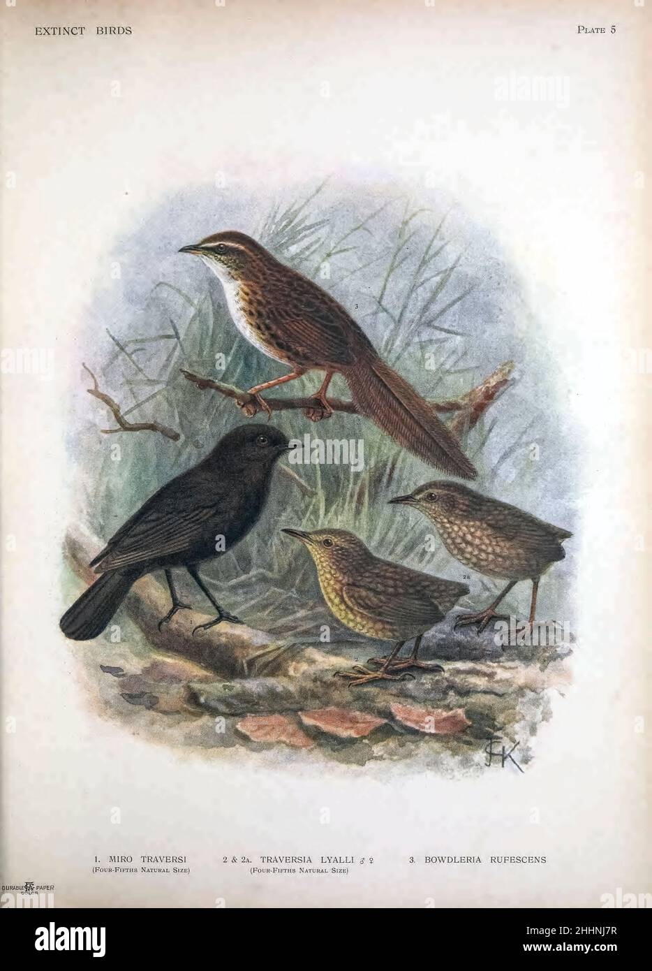 Feral cats new zealand hires stock photography and images Alamy