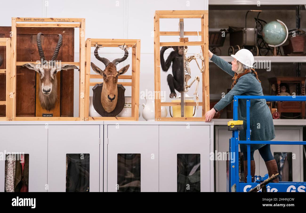 Clare Brown, curator of natural science, with a chimpanzee specimen