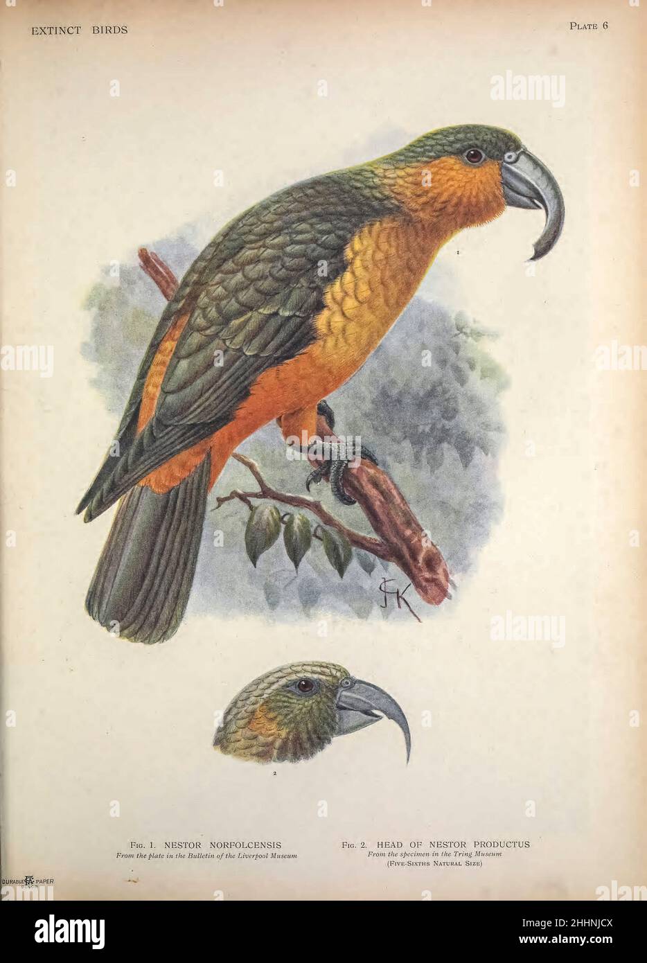The Norfolk kākā (Nestor productus) is an extinct species of large parrot, belonging to the parrot family Nestoridae and head of Nestor productus from ' Extinct birds ' : an attempt to unite in one volume a short account of those birds which have become extinct in historical times : that is, within the last six or seven hundred years : to which are added a few which still exist, but are on the verge of extinction. by Baron, Lionel Walter Rothschild, 1868-1937 Published 1907 as a limited edition book in London by Hutchinson & Co. Stock Photo
