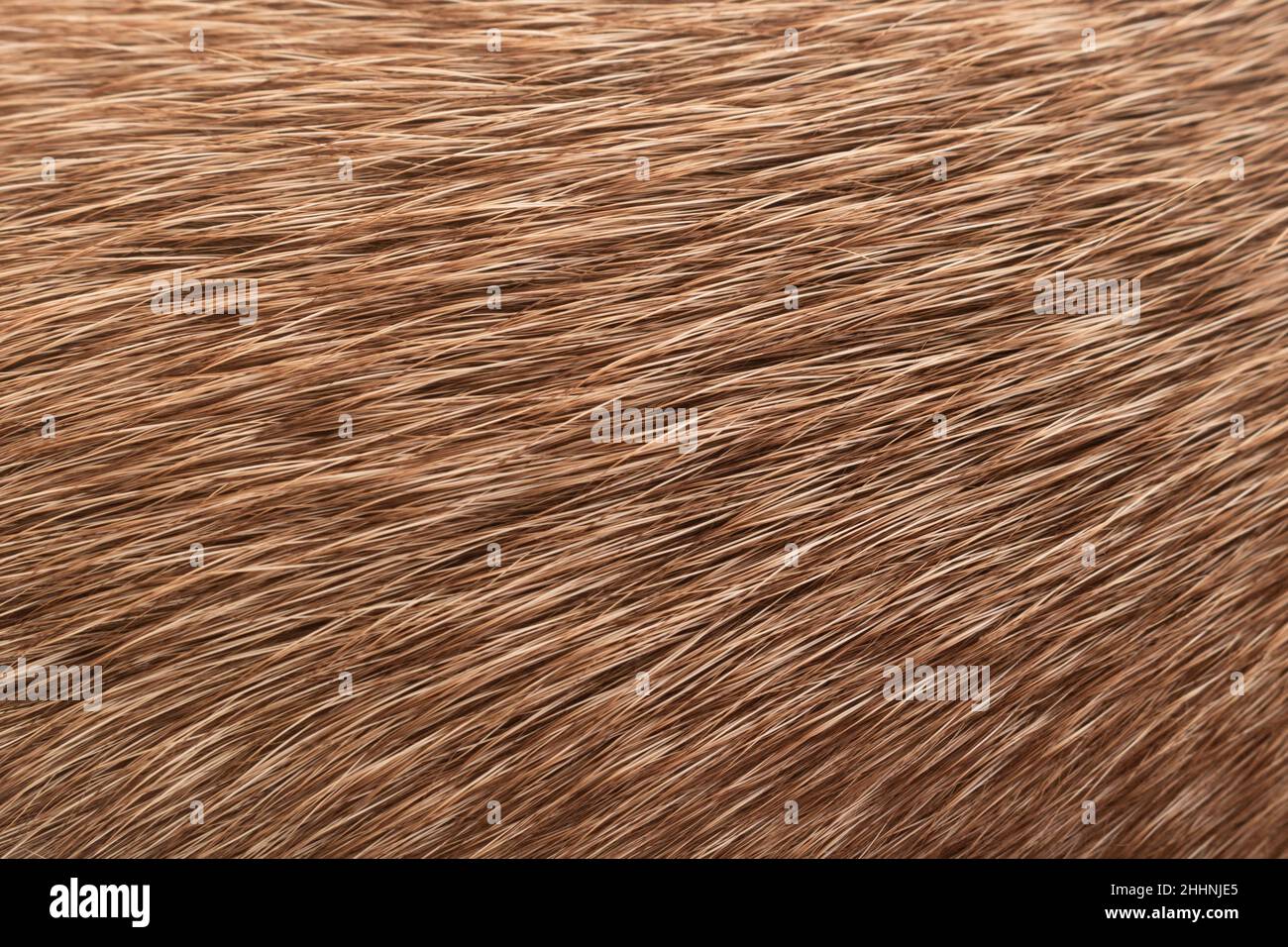 Texture of fur. Close-up of light brown mixed-breed dog's fur. Macro photography Stock Photo