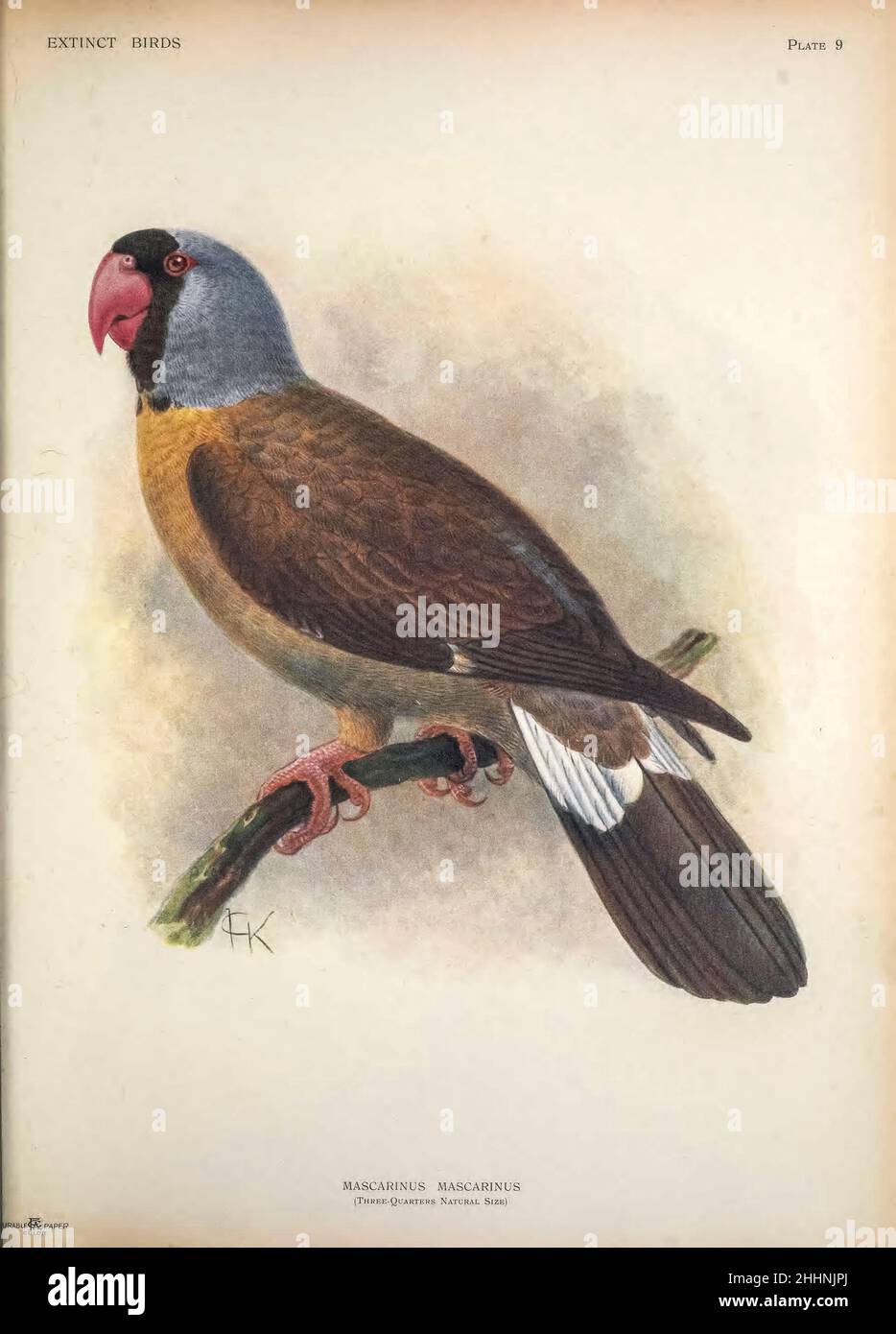 Mascarene parrot or mascarin (Mascarinus mascarinus) is an extinct species of parrot that was endemic to the Mascarene island of Réunion in the western Indian Ocean. 1893 illustration by John Gerrard Keulemans, based on the specimen in Muséum National d'Histoire Naturelle in Paris, one of two in existence from ' Extinct birds ' : an attempt to unite in one volume a short account of those birds which have become extinct in historical times : that is, within the last six or seven hundred years : to which are added a few which still exist, but are on the verge of extinction. by Baron, Lionel Walt Stock Photo