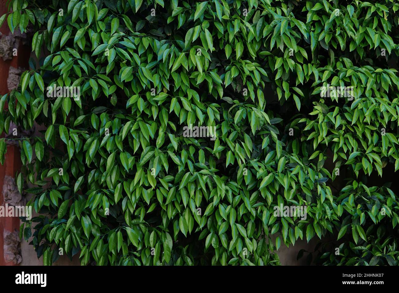 Details bright green leaves hi-res stock photography and images - Alamy