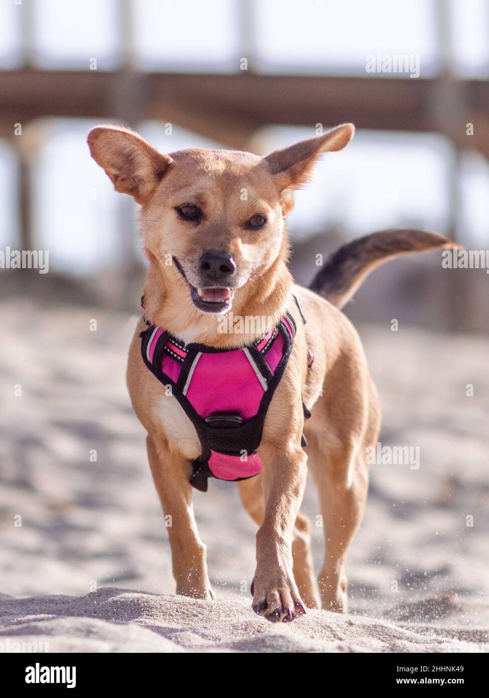 Close-up of a female mixed-breed dog in a pink harness walking happily towards the camera on the sand at the beach on a sunny day. Full body shot Stock Photo