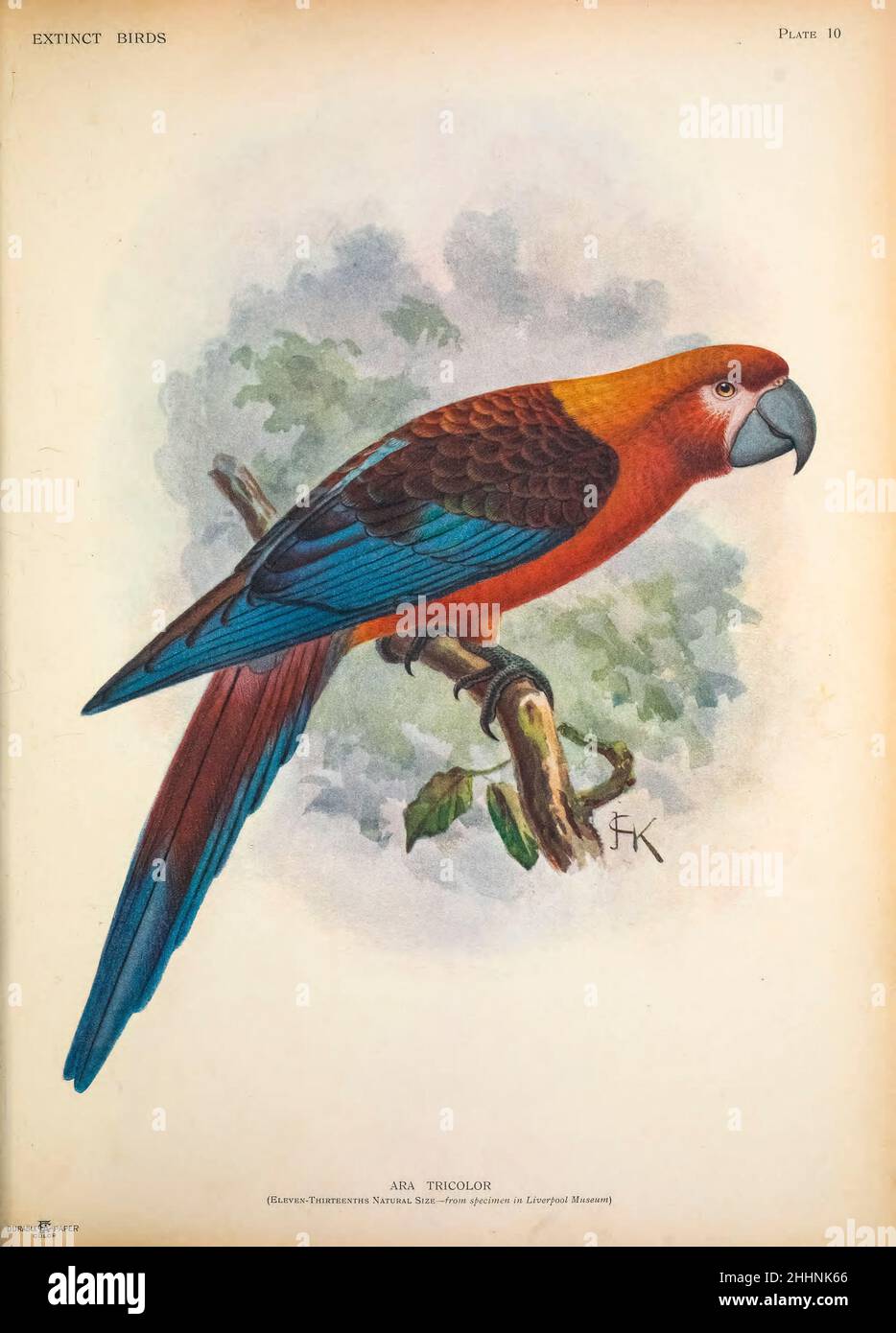 Hispaniolan macaw (Ara tricolor) AKA Cuban macaw or Cuban red macaw by John Gerrard Keulemans from ' Extinct birds ' : an attempt to unite in one volume a short account of those birds which have become extinct in historical times : that is, within the last six or seven hundred years : to which are added a few which still exist, but are on the verge of extinction. by Baron, Lionel Walter Rothschild, 1868-1937 Published 1907 as a limited edition book in London by Hutchinson & Co. Stock Photo