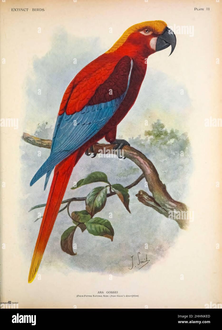 The Jamaican red macaw (Ara gossei) is a hypothetical species of parrot in the family Psittacidae that lived on Jamaica. Hypothetical restoration of a Jamaican red macaw by Joseph Smit, 1907 from ' Extinct birds ' : an attempt to unite in one volume a short account of those birds which have become extinct in historical times : that is, within the last six or seven hundred years : to which are added a few which still exist, but are on the verge of extinction. by Baron, Lionel Walter Rothschild, 1868-1937 Published 1907 as a limited edition book in London by Hutchinson & Co. Stock Photo