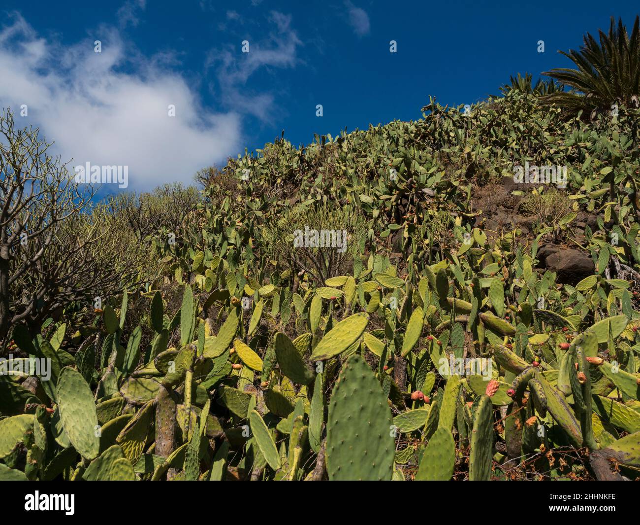 Prickly pears onb hillside in Teno Mountains, Tenerife. Stock Photo