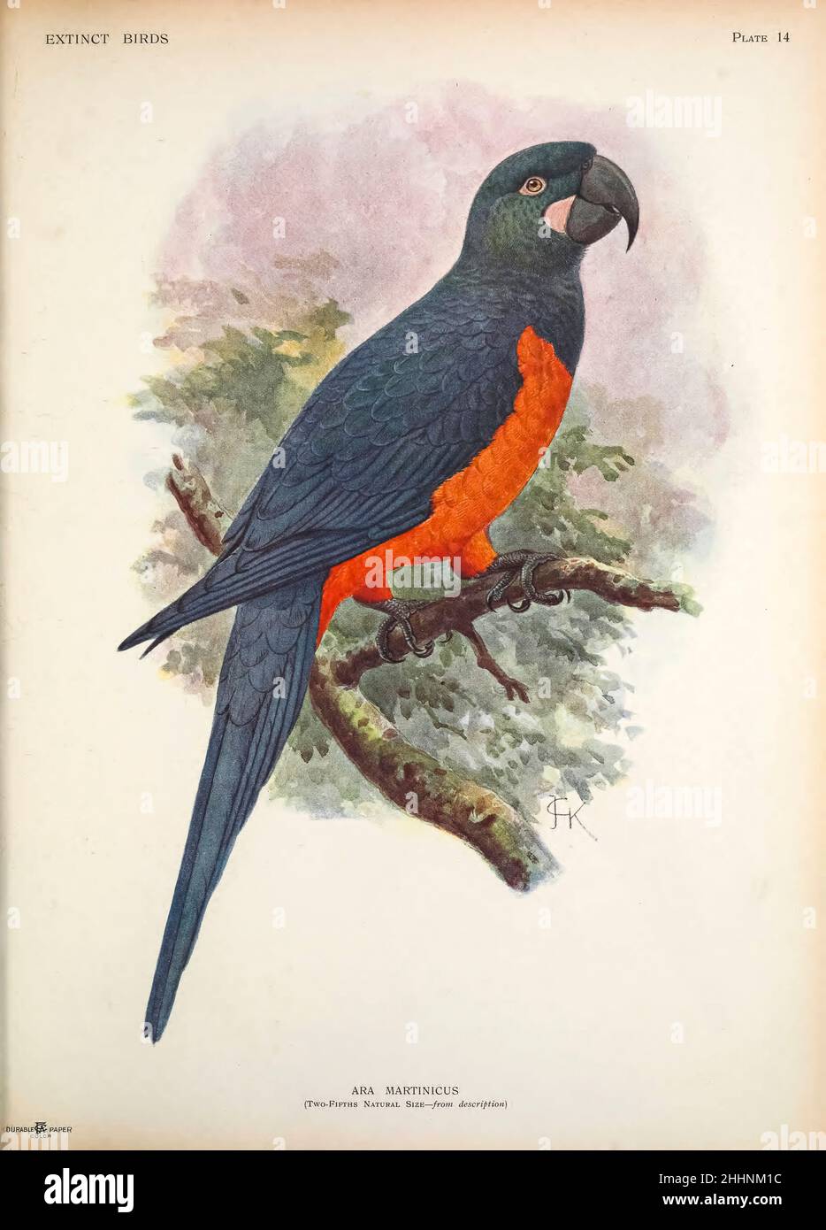 The Martinique macaw or orange-bellied macaw (Ara martinicus) is a hypothetical extinct species of macaw which may have been endemic to the Lesser Antillean island of Martinique, in the eastern Caribbean Sea. It was scientifically named by Walter Rothschild in 1905, based on a 1630s description of 'blue and orange-yellow' macaws by Jacques Bouton. Hypothetical 1907 illustration by by John Gerrard Keulemans based on Bouton's description from ' Extinct birds ' : an attempt to unite in one volume a short account of those birds which have become extinct in historical times : that is, within the la Stock Photo