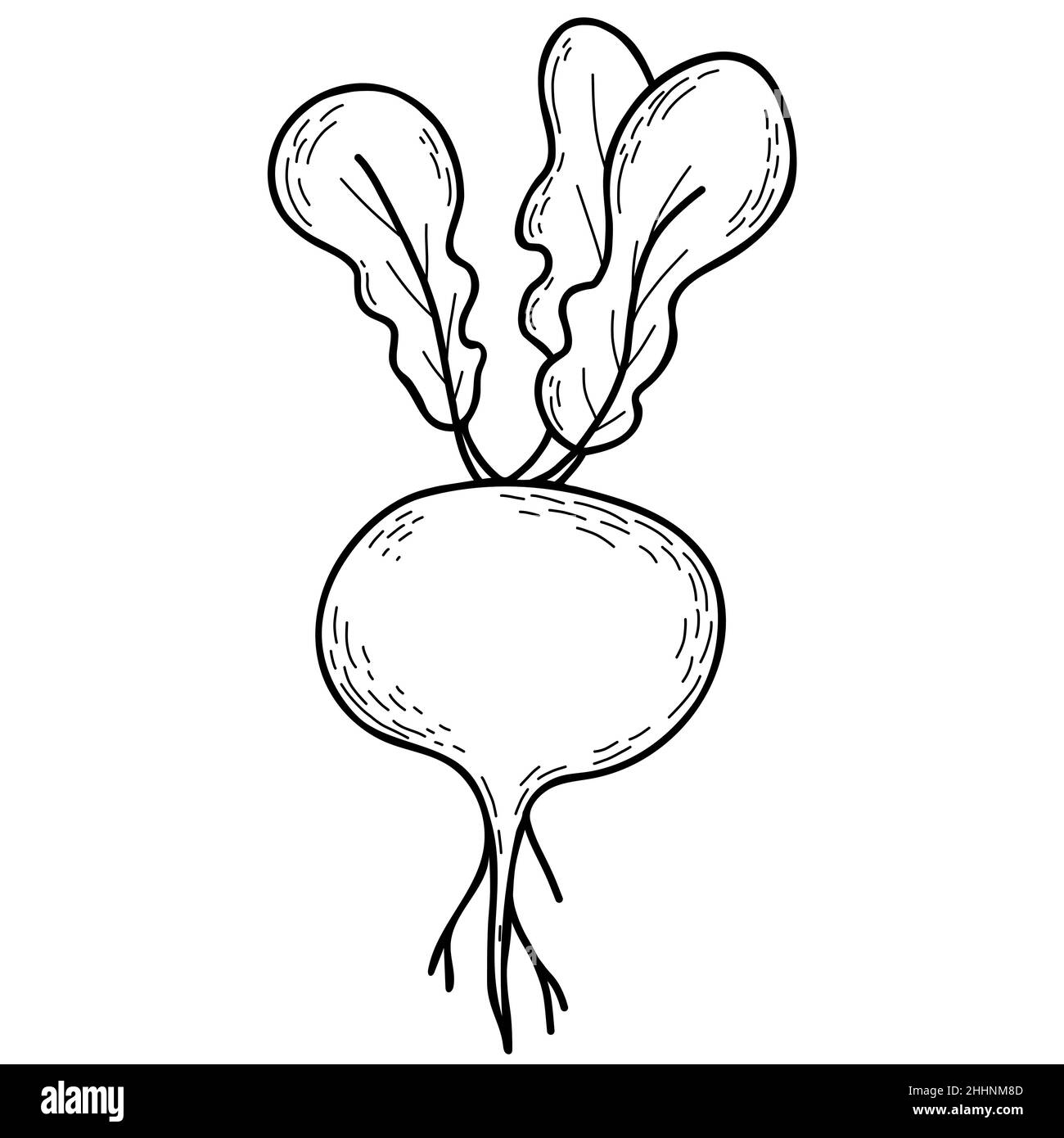 Vegetable root. Beetroot with leaves. Vector illustration. Linear hand