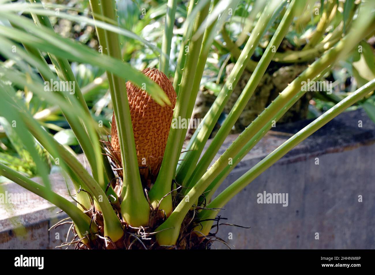 A male cone of ancient genus of trees Cycas circinalis with the green leaf crown appearing to arise directly from the ground. Stock Photo