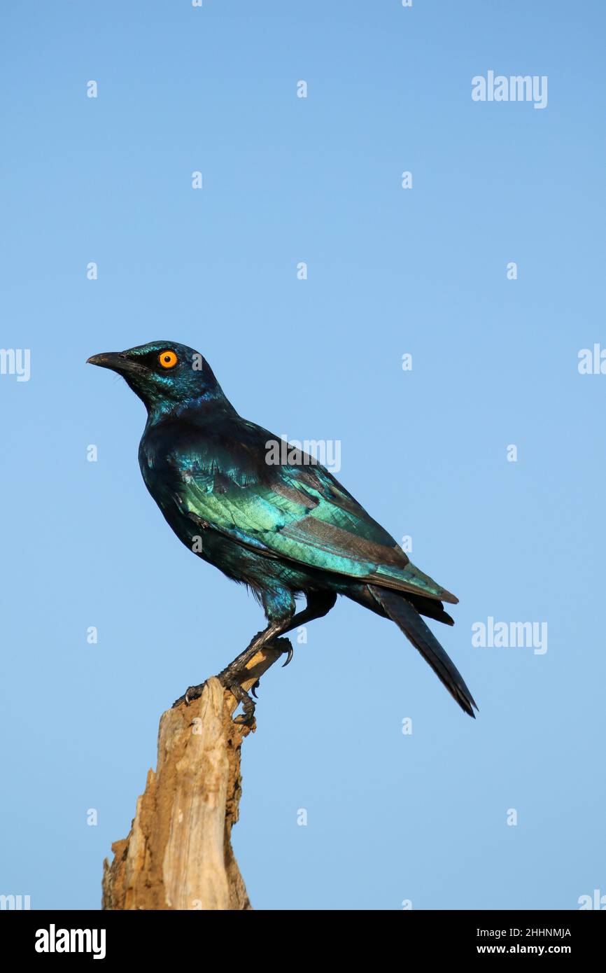 Cape Glossy Starling Stock Photo