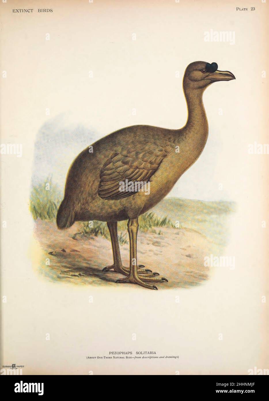 The Rodrigues solitaire (Pezophaps solitaria) is an extinct flightless bird that was endemic to the island of Rodrigues, east of Madagascar in the Indian Ocean Restoration by Frederick William Frohawk, 1907 from ' Extinct birds ' : an attempt to unite in one volume a short account of those birds which have become extinct in historical times : that is, within the last six or seven hundred years : to which are added a few which still exist, but are on the verge of extinction. by Baron, Lionel Walter Rothschild, 1868-1937 Published 1907 as a limited edition book in London by Hutchinson & Co. Stock Photo