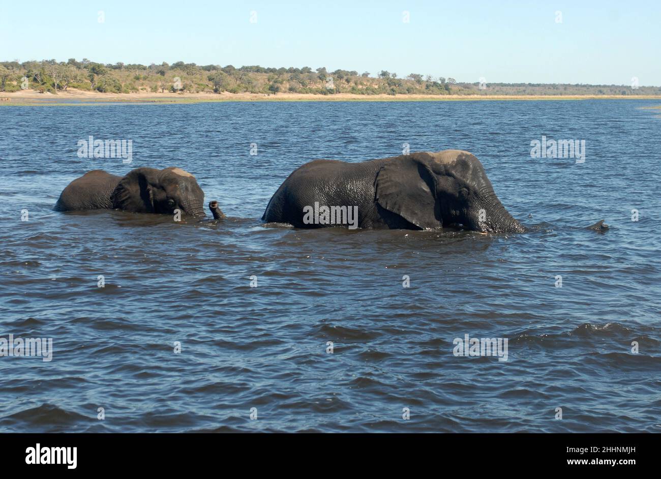 elephants crossing the Chobe river in swimming, Botswana, Africa Stock Photo