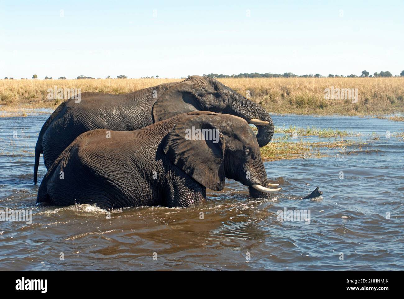 elephants crossing the Chobe river, Botswana, Africa Stock Photo
