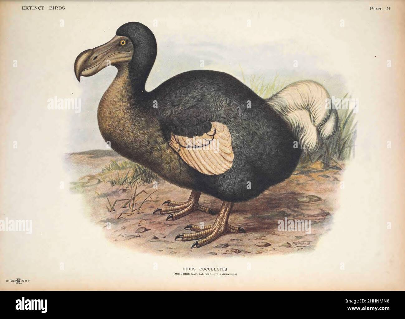 Dodo hi-res stock photography and images - Alamy