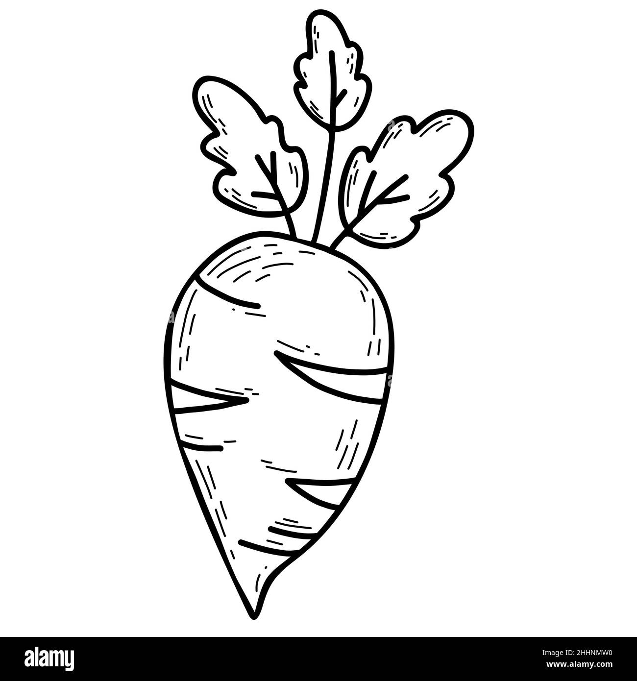 Vegetable root. Decorative big turnip with leaves. Vector illustration. line drawing in hand drawn doodle style, outline design and decoration, menu d Stock Vector