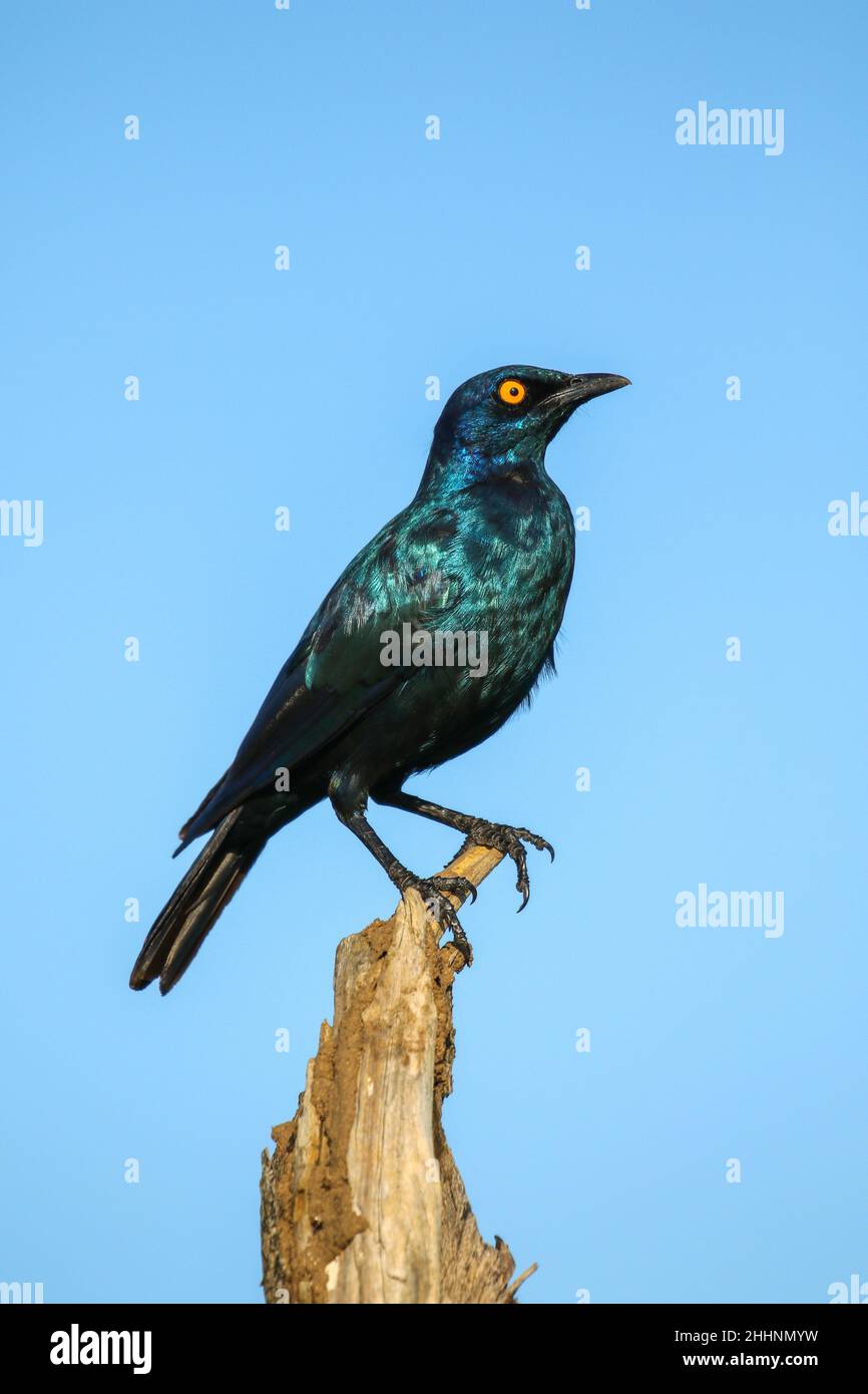 Cape Glossy Starling Stock Photo